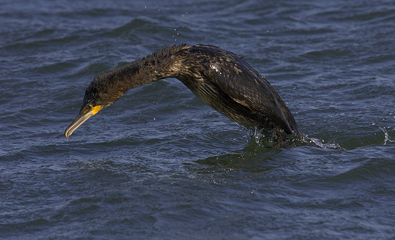 GREAT CORMORANT